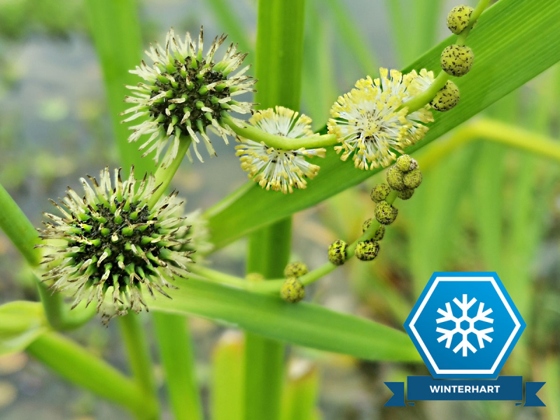 Igelkolben_Teichpflanze